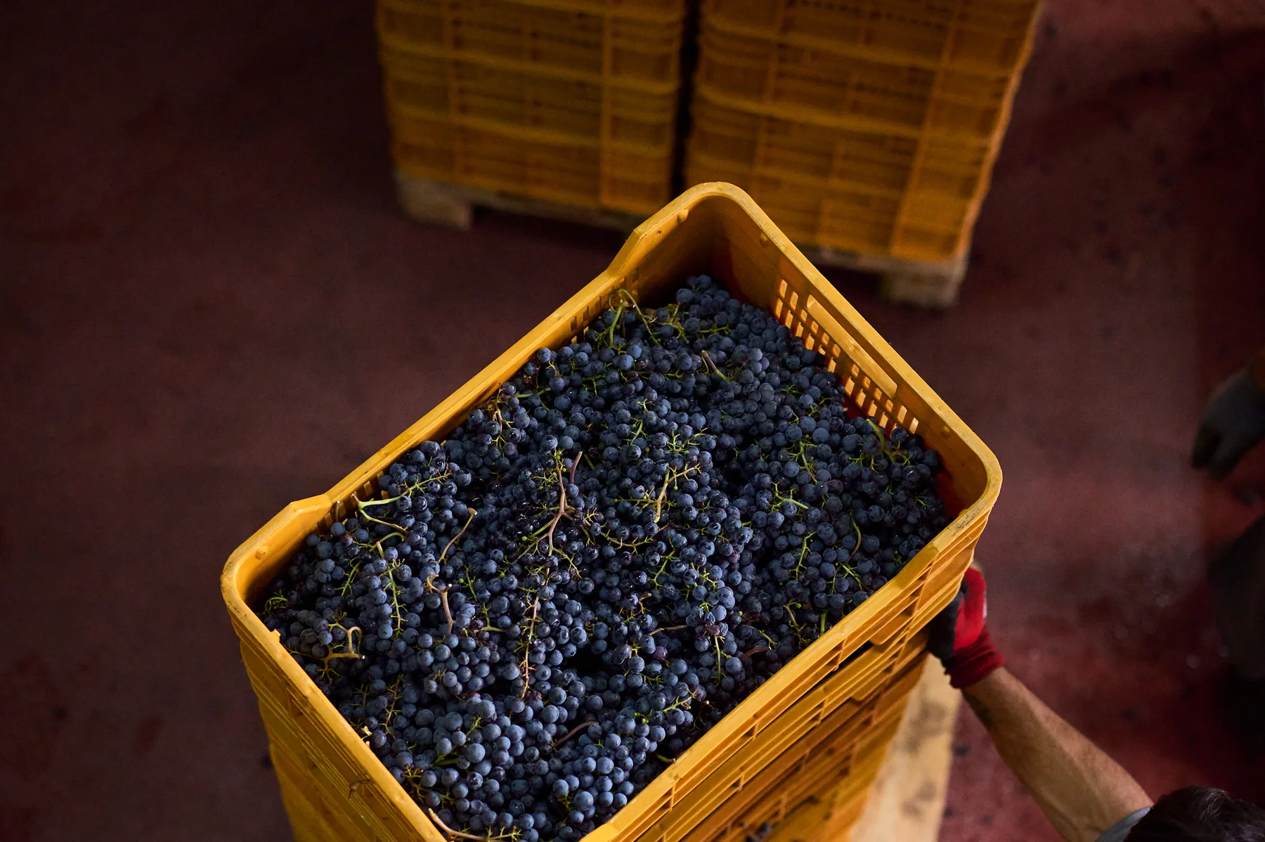 Una cassetta di uva Merlot viene versata in cantina