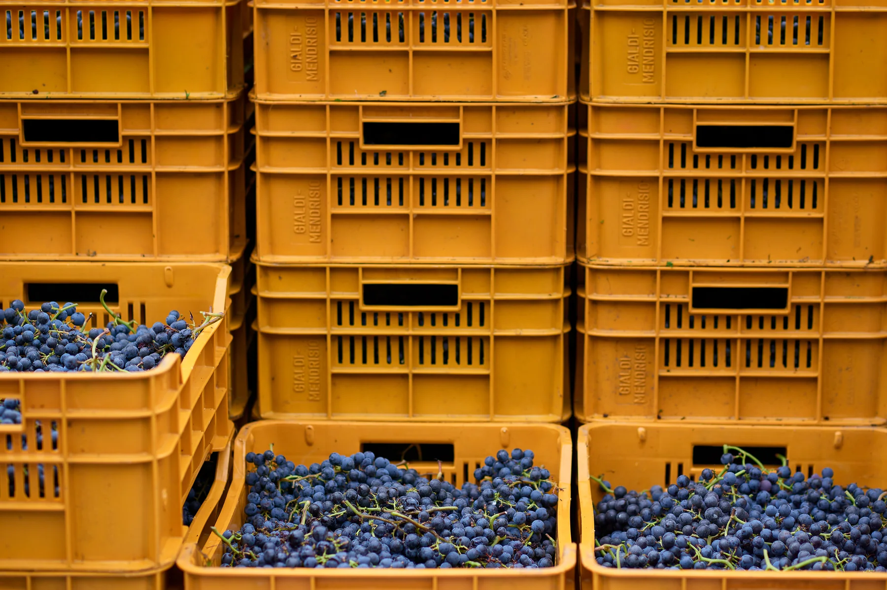 Cassette di vendemmia accatastate, piene di uva nera