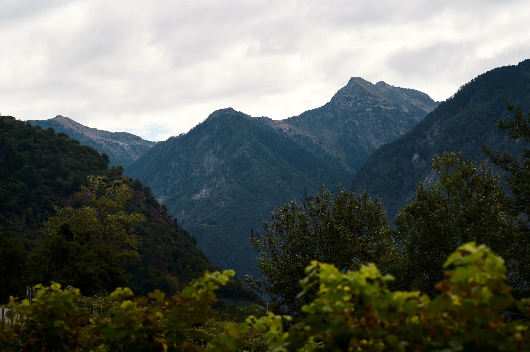 Filari carichi di uva davanti alle montagne della Mesolcina