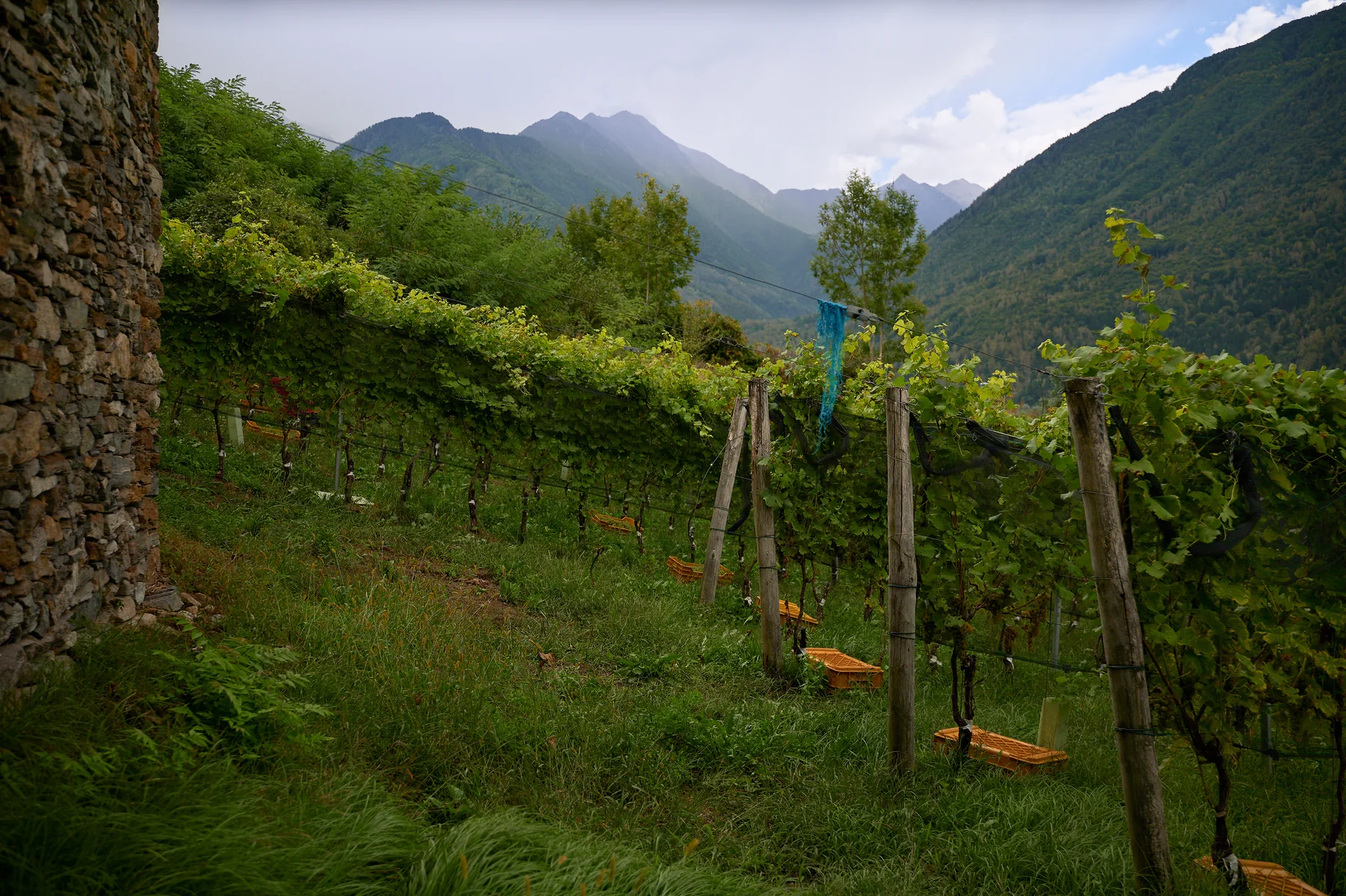 Filari di vigna con le montagne della Mesolcina
